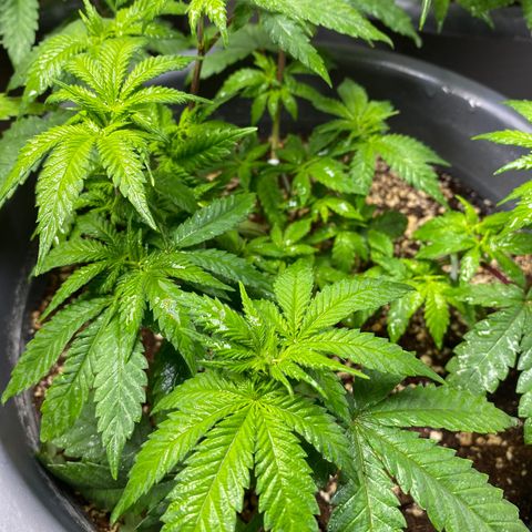 Amnesia Haze #2 growlog timeline photo