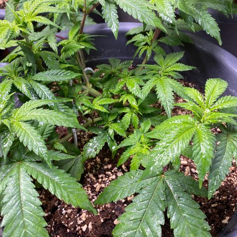 Amnesia Haze #2 growlog timeline photo