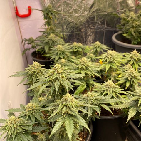 Al Patron #1 growlog timeline photo