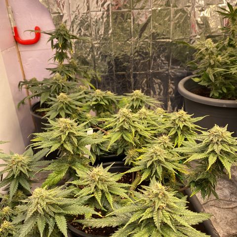 Al Patron #1 growlog timeline photo