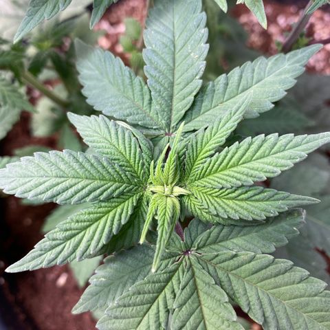 FAT banana #3 growlog timeline photo