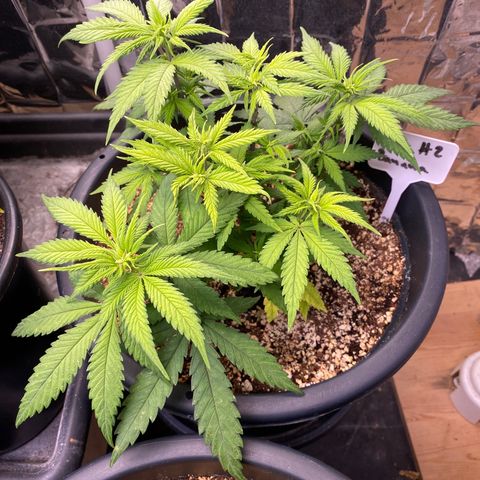 FAT banana #2 growlog timeline photo