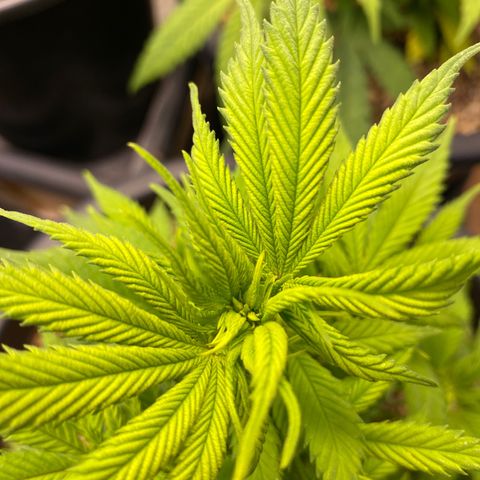 FAT banana #1 growlog timeline photo