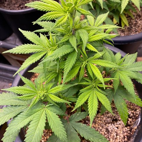 FAT banana #1 growlog timeline photo