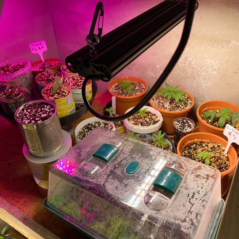 C- Vibez  #3 growlog timeline photo