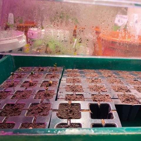 C- Vibez  #3 growlog timeline photo