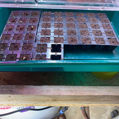 C- Vibez  #3 growlog timeline photo