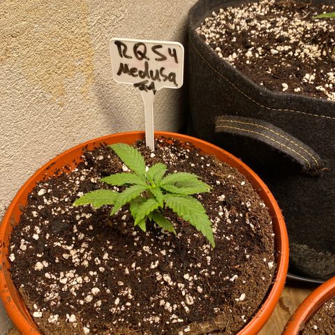 Royal Queen Seeds/ Medusa F1 #4 growlog timeline photo