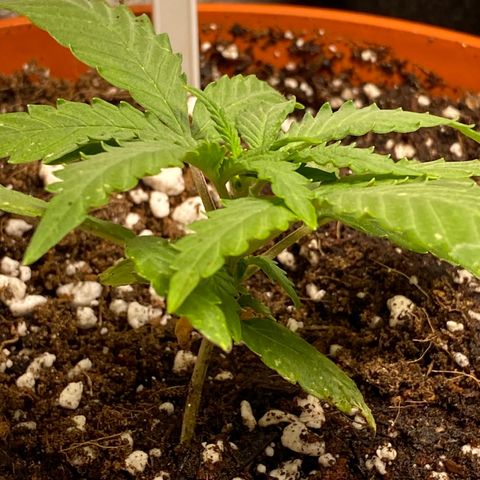 Royal Queen Seeds/ Medusa F1 #4 growlog timeline photo