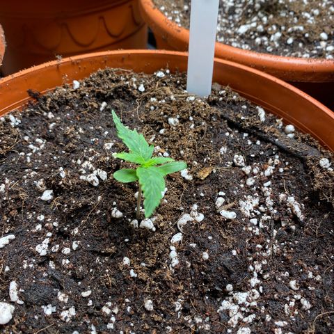 Royal Queen Seeds/ Medusa F1 #1 growlog timeline photo