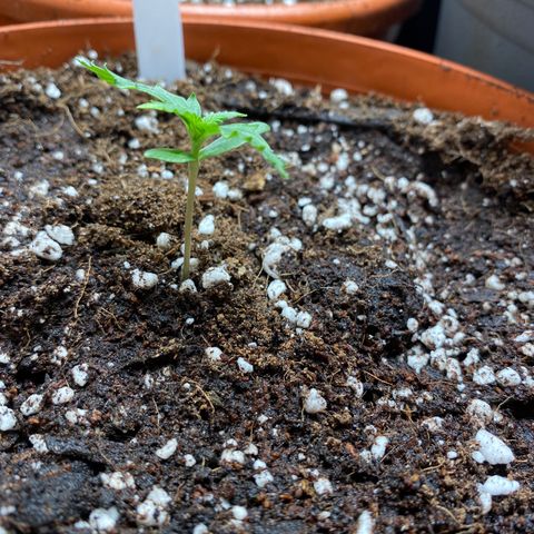 Royal Queen Seeds/ Medusa F1 #1 growlog timeline photo