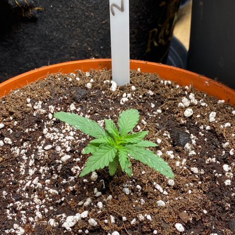 Royal Queen Seeds/ Medusa F1 #2 growlog timeline photo
