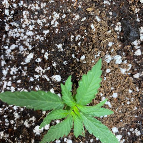 Royal Queen Seeds/ Medusa F1 #2 growlog timeline photo