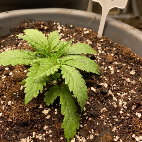 C- Vibez  #3 growlog timeline photo