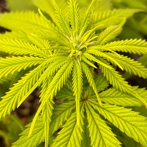 FAT banana #4 growlog timeline photo