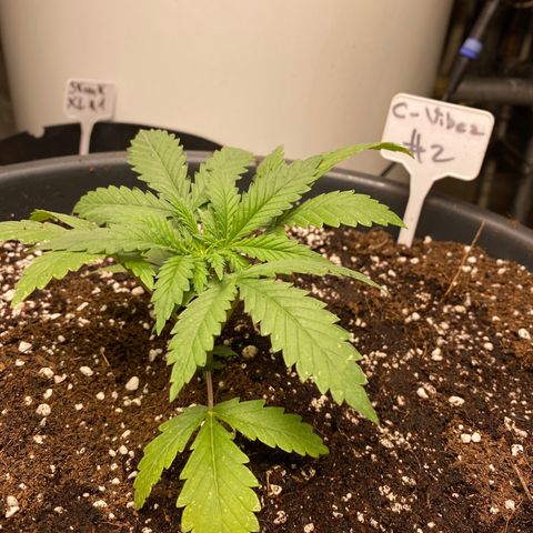 C- Vibez  #2 growlog timeline photo