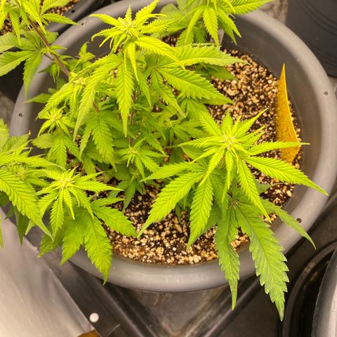 Al Patron #1 growlog timeline photo