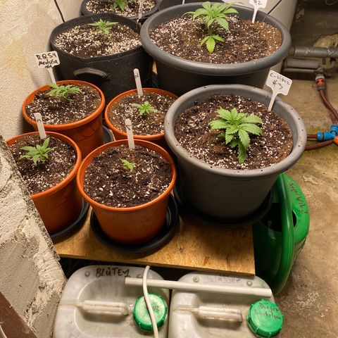 C- Vibez  #3 growlog timeline photo