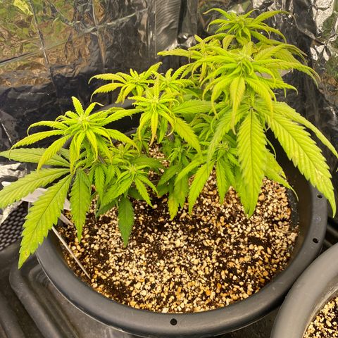 FAT banana #2 growlog timeline photo