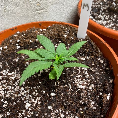 Royal Queen Seeds/ Medusa F1 #3 growlog timeline photo
