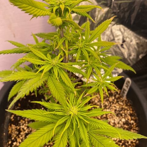 FAT banana #1 growlog timeline photo