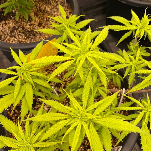 Al Patron #2 growlog timeline photo