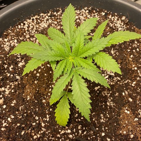 C- Vibez  #2 growlog timeline photo