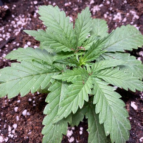 C- Vibez  #3 growlog timeline photo