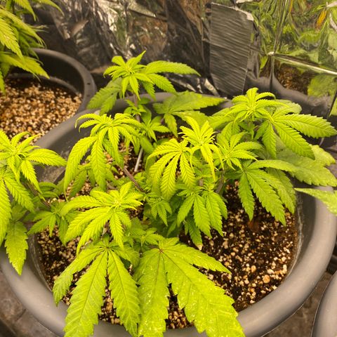 Amnesia Haze #2 growlog timeline photo