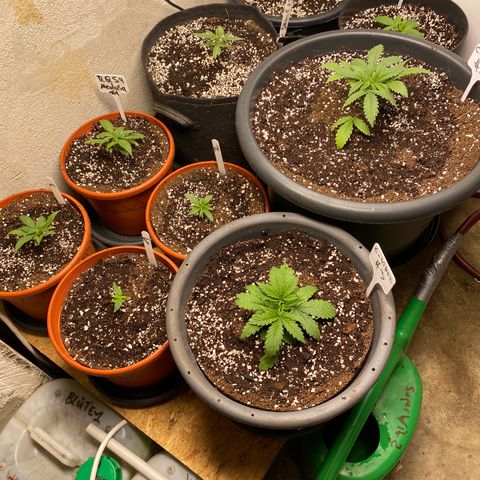 C- Vibez  #3 growlog timeline photo