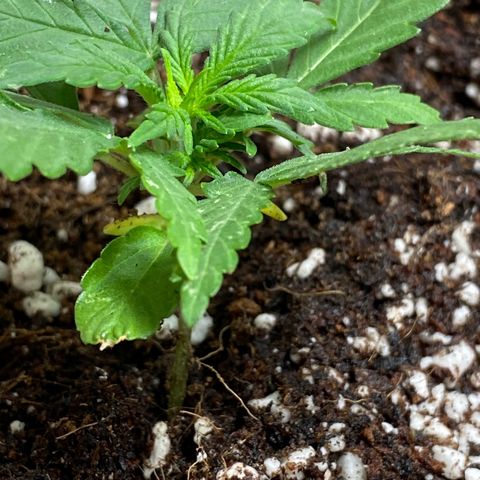 Royal Queen Seeds/ Medusa F1 #3 growlog timeline photo
