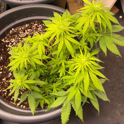 FAT banana #4 growlog timeline photo
