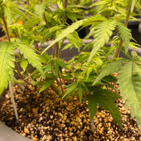 Al Patron #1 growlog timeline photo