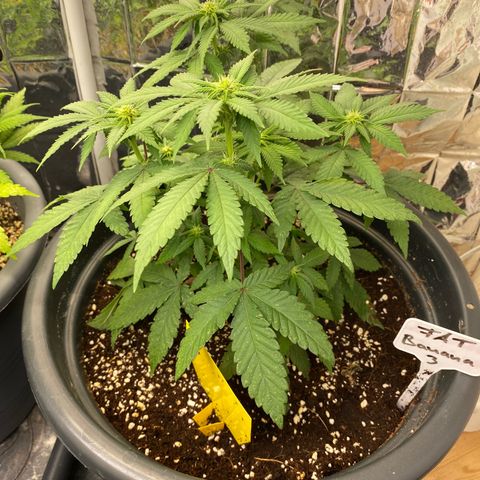FAT banana #3 growlog timeline photo