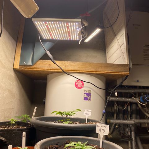 C- Vibez  #3 growlog timeline photo