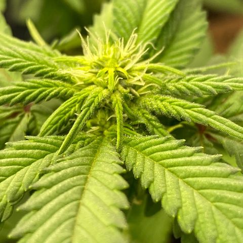 FAT banana #3 growlog timeline photo