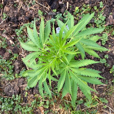 Hollands Hope  #2 growlog timeline photo