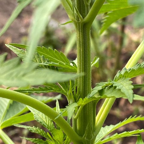 Hollands Hope  #2 growlog timeline photo