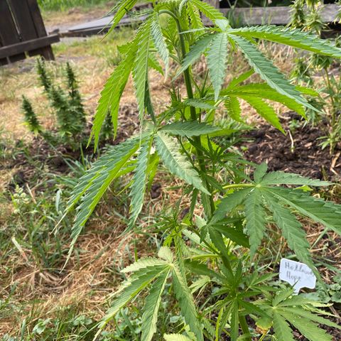 Hollands Hope  #1 growlog timeline photo
