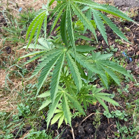 Hollands Hope  #1 growlog timeline photo
