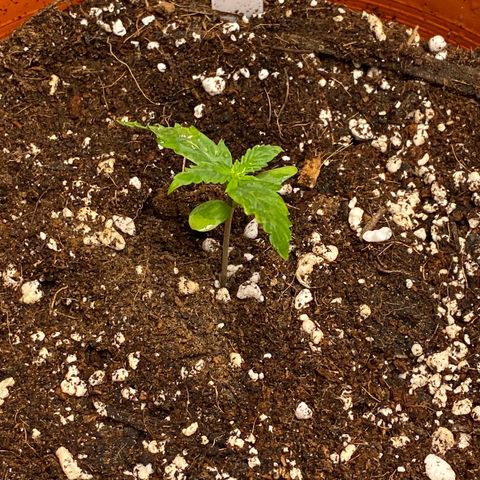 Royal Queen Seeds/ Medusa F1 #1 growlog timeline photo