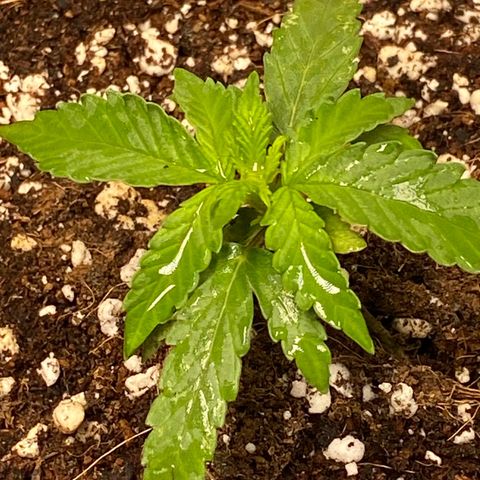 Royal Queen Seeds/ Medusa F1 #2 growlog timeline photo