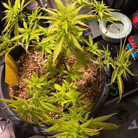 Al Patron #2 growlog timeline photo