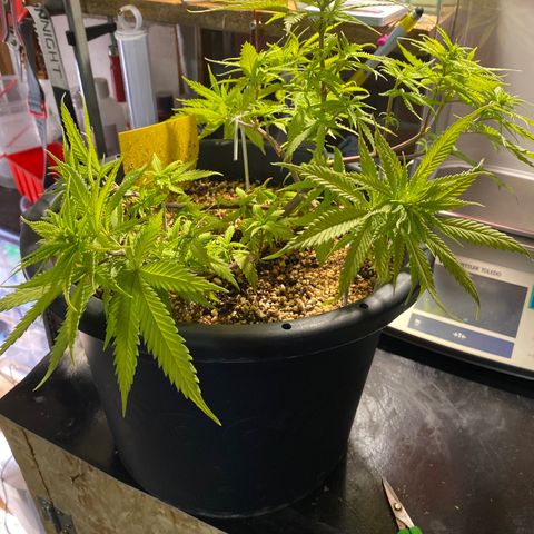 Al Patron #2 growlog timeline photo