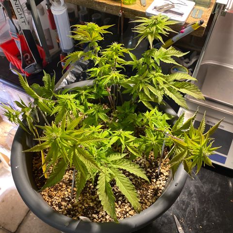 Al Patron #1 growlog timeline photo