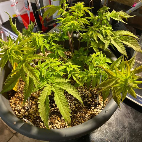 Al Patron #1 growlog timeline photo