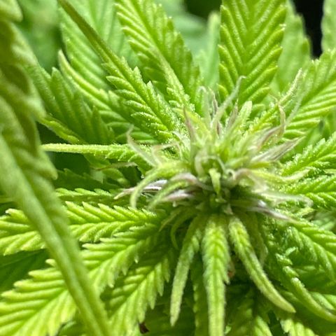 FAT banana #4 growlog timeline photo