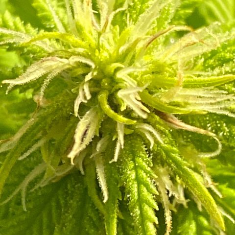 FAT banana #4 growlog timeline photo