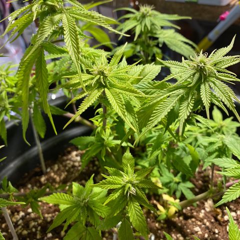 FAT banana #4 growlog timeline photo