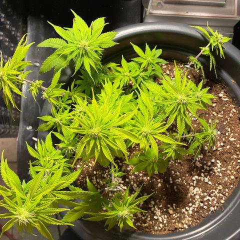 FAT banana #4 growlog timeline photo
